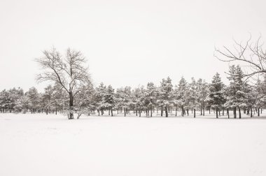 Kış orman, bulutlu