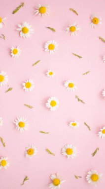 Düz uzanış, üst görünüm papatya çiçekleri, taç yaprakları ve cam esaslı yağ şişesi sarı zemin üzerinde. Spa, organik, vegan, eko kozmetik kavramı. Romaterapi ve bitkisel ilaç.