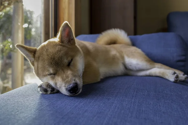 Niedlichen Rothaarigen Hund Shiba Inu Schlafen Und Entspannen Auf Blauem — Stockfoto