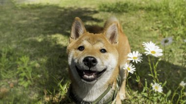 Natura 'daki mutlu shiba inu' lar. Kızıl saçlı Japon köpeği gülümsüyor. Yaklaş..