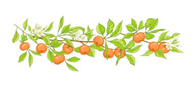 Çince, mandallı, olgun ve yeşil portakallı.,