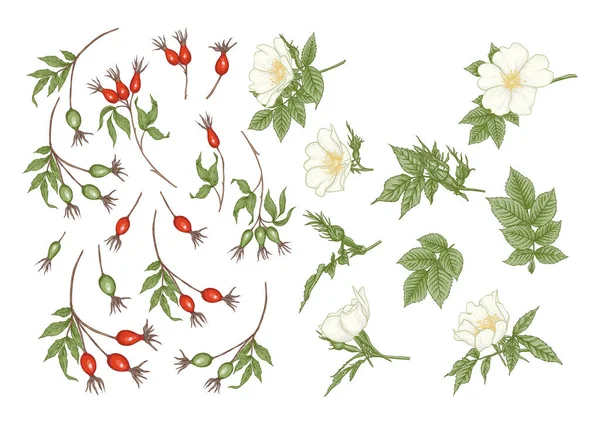 Rosa canina con fiori e bacche. Clip art, set di elementi per il design — Vettoriale Stock