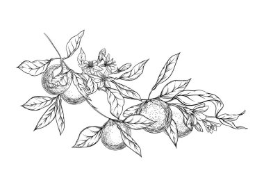 Olgun ve yeşil portakallı portakal dalı,