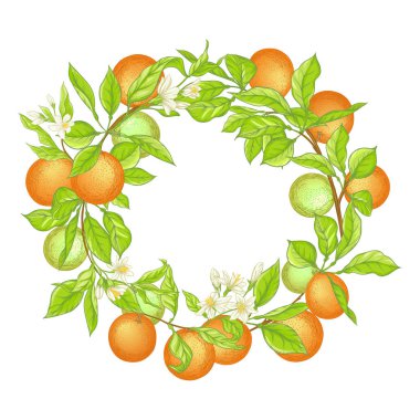 Olgun ve yeşil portakallı portakal dalı,