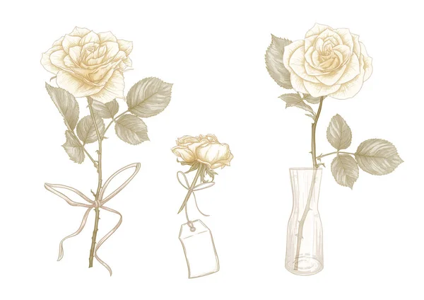 Buket mawar. Gambar botani klasik - Stok Vektor