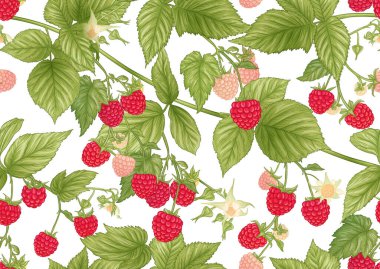 Ahududu. Olgun böğürtlen dalında. Kusursuz kalıp, arkaplan.