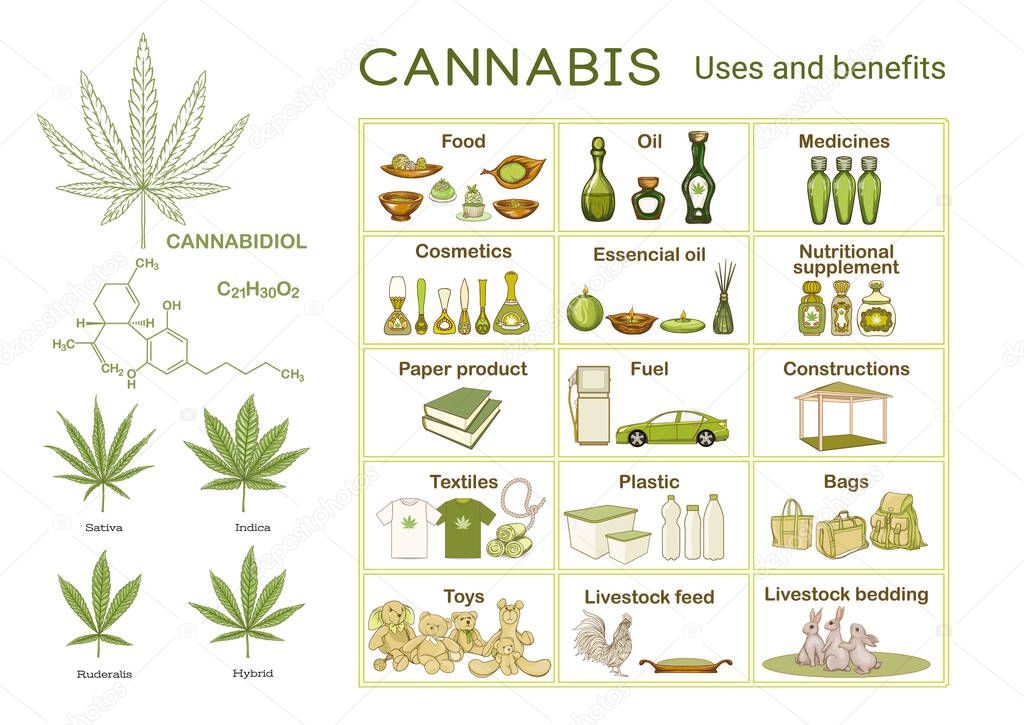 Cannabis, uses and benefits. Infographics, scheme