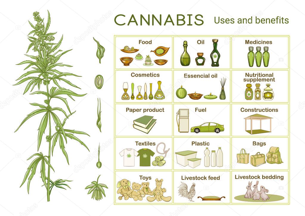 Cannabis, uses and benefits. Infographics, scheme