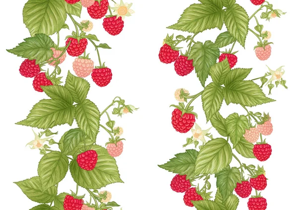 Himbeere. Reife Beeren am Zweig. Nahtloses Muster, Hintergrund. — Stockvektor