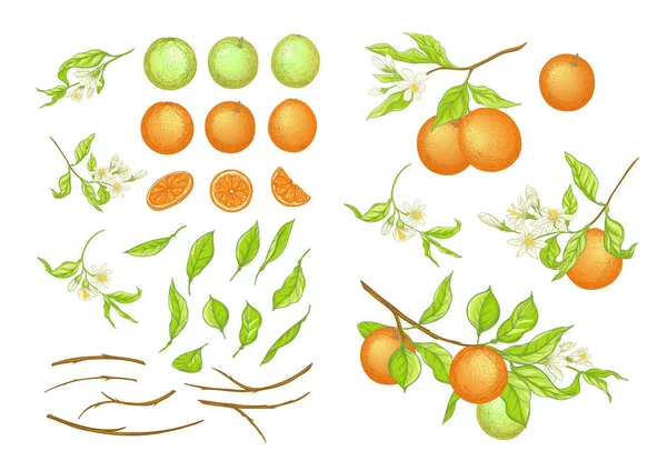 Pomerančová větev se zralými a zelenými pomeranči, — Stockový vektor