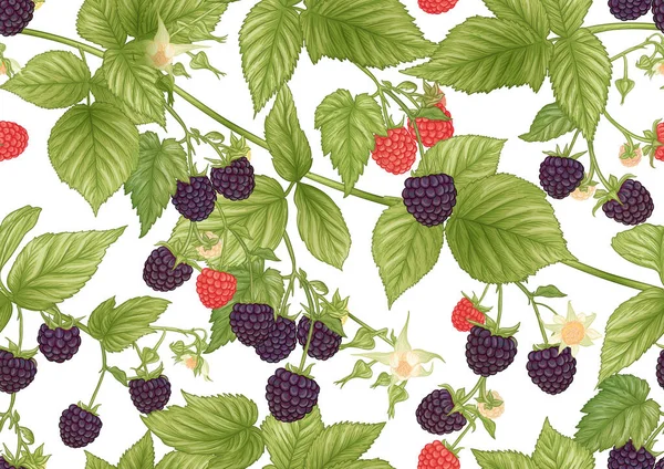 Blackberry. Reife Beeren am Zweig. Nahtloses Muster, Hintergrund. — Stockvektor