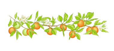 Olgun ve yeşil portakallı portakal dalı,