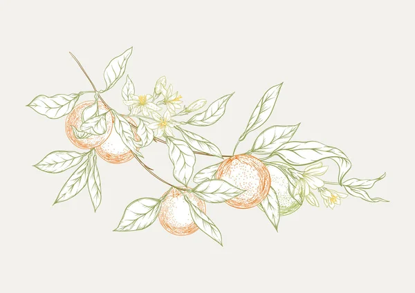 Rama de naranjos con naranjas maduras y verdes, — Archivo Imágenes Vectoriales
