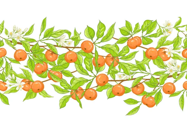 Mandarin, tangerine tree branch with fruits, flowers and leaves. — Stock Vector