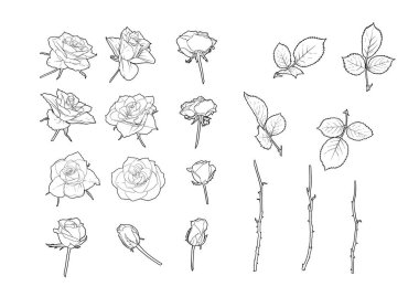 Güller, çiçekler, klip sanatı, tasarım için elementler.