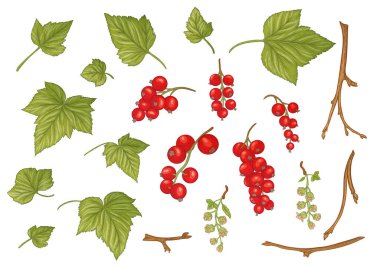 Frenk üzümü. Olgun meyveler dalda.