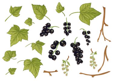 Frenk üzümü. Olgun meyveler dalda.