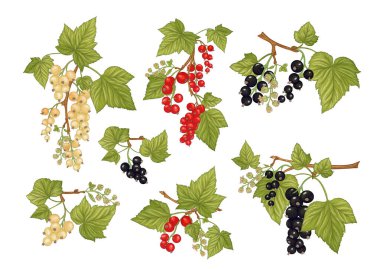 Siyah frenk üzümü, kırmızı frenk üzümü. Olgun meyveler dalda.