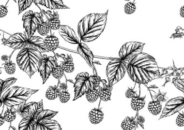 Ahududu veya böğürtlen. Olgun böğürtlen dalında. Kusursuz kalıp, arkaplan