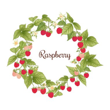 Ahududu. Olgun böğürtlen dalında. Clip sanatı, tasarım için elementler kümesi