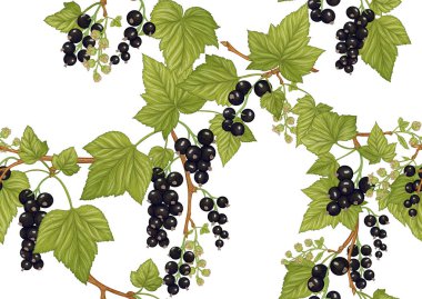 Kuşüzümü üzümü. Kusursuz kalıp, arkaplan.