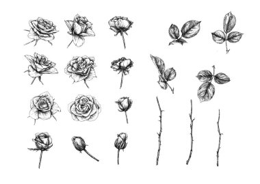 Güller, çiçekler, klip sanatı, tasarım için elementler.