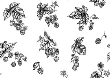 Ahududu veya böğürtlen. Olgun böğürtlen dalında. Kusursuz kalıp, arkaplan