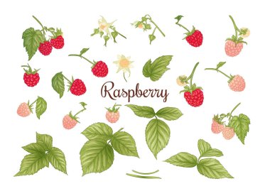 Ahududu. Olgun böğürtlen dalında. Clip sanatı, tasarım için elementler kümesi