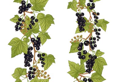 Kuşüzümü üzümü. Kusursuz kalıp, arkaplan.