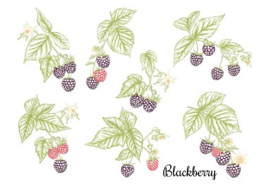 Böğürtlen Olgun böğürtlen dalında. Clip sanatı, tasarım için elementler kümesi