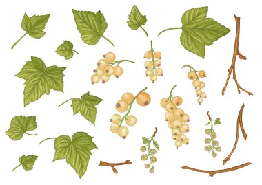 Frenk üzümü. Olgun meyveler dalda.