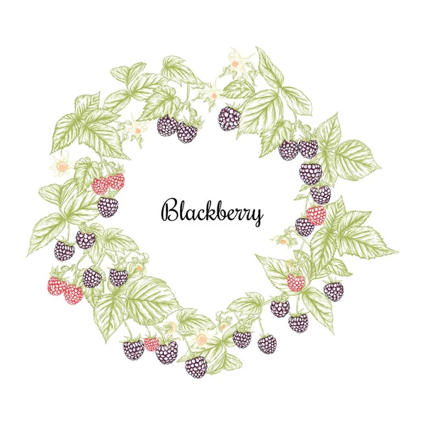 Blackberry. Bayas maduras en rama. Clip art, conjunto de elementos para el diseño — Vector de stock