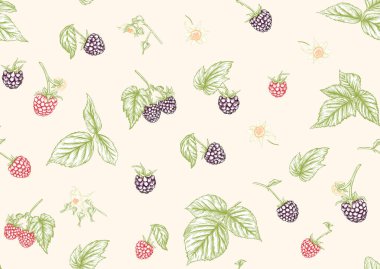 Böğürtlen Olgun böğürtlen dalında. Kusursuz kalıp, arkaplan.