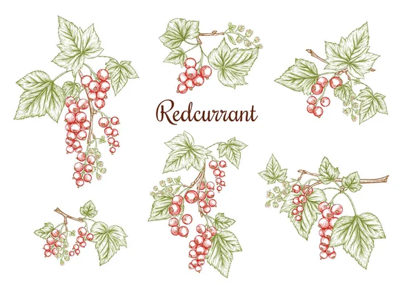 Ribes rosso. Bacche mature su ramo. — Vettoriale Stock