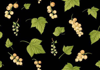 Frenk üzümü. Olgun meyveler. Kusursuz kalıp, arkaplan