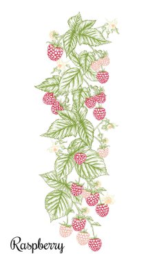 Ahududu. Olgun böğürtlen dalında. Clip sanatı, tasarım için elementler kümesi