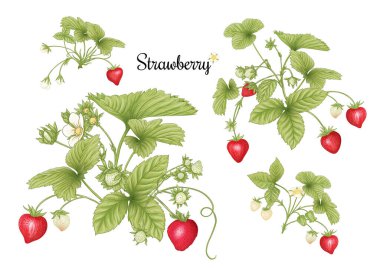 Kırmızı dutlu çilek dalı. Clip sanatı, tasarım için elementler kümesi