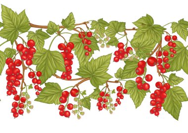 Frenk üzümü kırmızısı, olgun böğürtlen. Kusursuz kalıp, arkaplan.