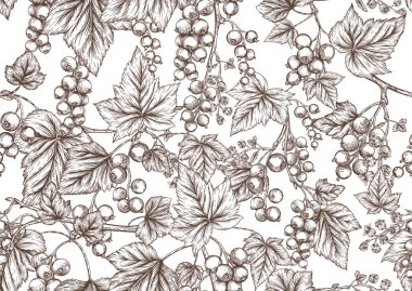 Frenk üzümü, kırmızı frenk üzümü. Olgun meyveler. Kusursuz kalıp, arkaplan.