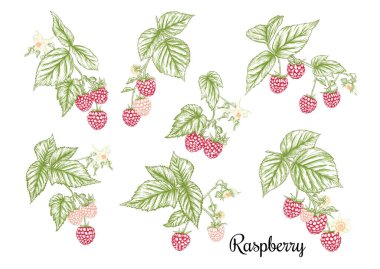 Ahududu. Olgun böğürtlen dalında. Clip sanatı, tasarım için elementler kümesi