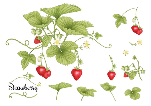 Branche de fraise aux baies rouges. Clip art, ensemble d'éléments pour le design — Image vectorielle