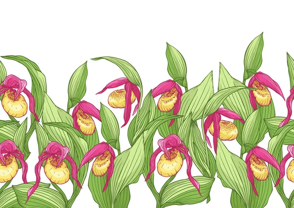 Orquídea de la zapatilla Ladys . — Vector de stock