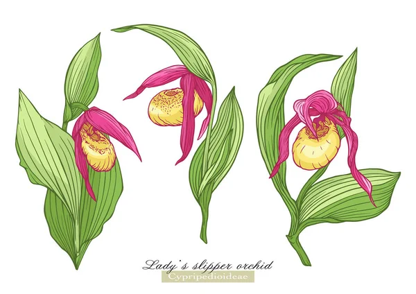 Ladys slipper orchid — Stock Vector