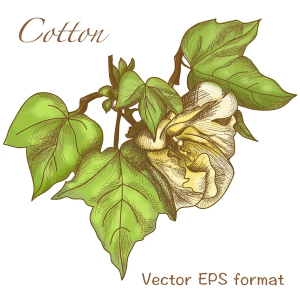 Cotton větev Banner — Stockový vektor