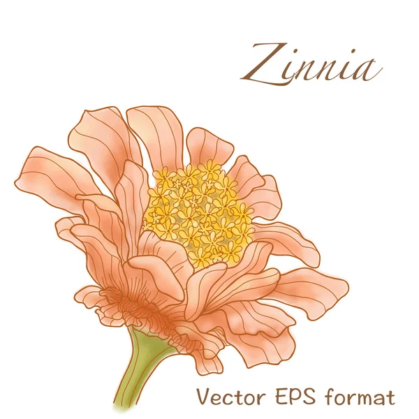 Zinnia greeting card with flower — Stock Vector