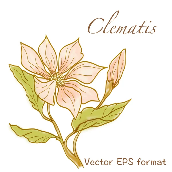 Clematis greeting card with flowers — Stock Vector