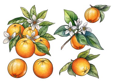 Portakal dalı, narenciye çiçeği yapraklı botanik çizimler dekorasyon için el çizimi motifleri, organik mutfak malzemeleri, klasik motif vektör stili..