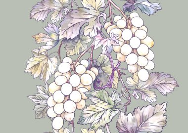 Olgun üzüm demetleri, yapraklar ve sarmaşıklarla kusursuz vektör deseni. El yapımı suluboya. Şarap etiketleri, tekstil, duvar kağıtları ve ambalaj için ideal. Zarif, botanik ve klasik esinlenilmiş..
