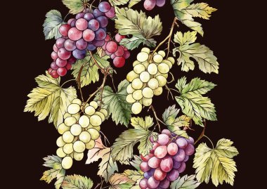 Olgun üzüm demetleri, yapraklar ve sarmaşıklarla kusursuz vektör deseni. El yapımı suluboya. Şarap etiketleri, tekstil, duvar kağıtları ve ambalaj için ideal. Zarif, botanik ve klasik esinlenilmiş..