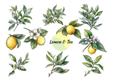 Limon ve çay yaprakları botanik seti. Turunçgillerin, çay dallarının, çiçeklerin ve yeşil yaprakların el çizimi çizimi. Mutfak, mutfak, çay, yemek, eko, klasik tasarım motifi
